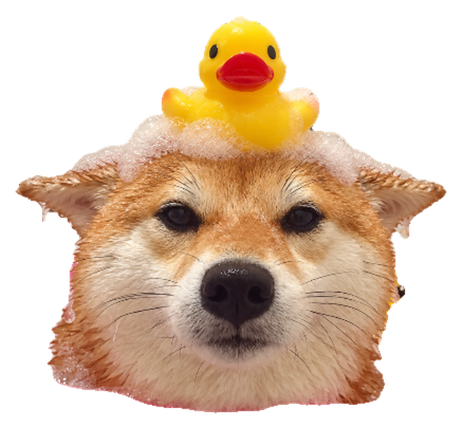 Rubba, a soapy shiba inu wearing a yellow rubber duck on its head, staring straight ahead